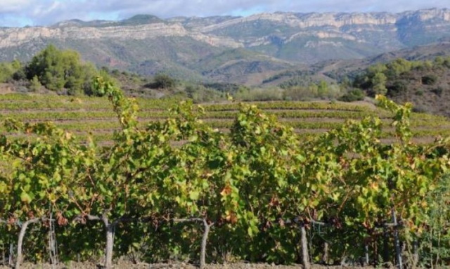 arboles verdes con una montana de fondo
